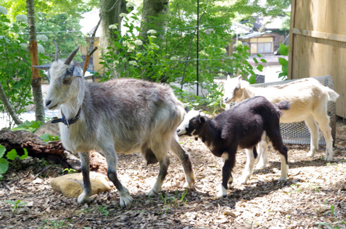 修禅寺のヤギたち