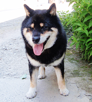 修禅寺　犬の空(クウ)